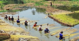 পাবনায় পাটের বাম্পার ফলন, কৃষকের মুখে হাসি