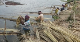 সুজানগরে পাটের সুদিন ফিরতে শুরু করেছে