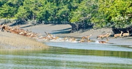 তিন মাস পর কাল খুলছে সুন্দরবন